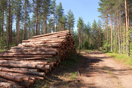 Pile of pinewood near a road made by logging machineの写真素材