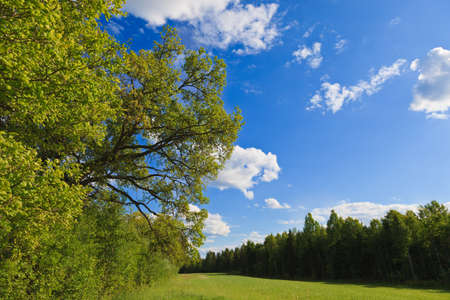 Narrow field between forestsの写真素材