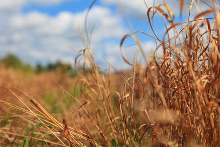 Old and dried grass on a fieldの写真素材