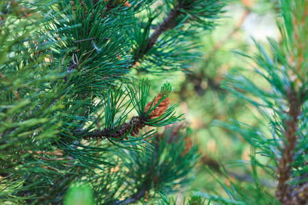 Branch of a pine tree on closeupの写真素材