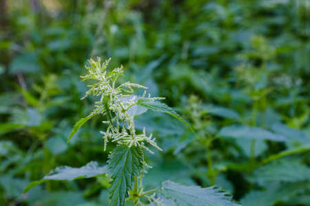 Bush of nettles with a closeupの写真素材