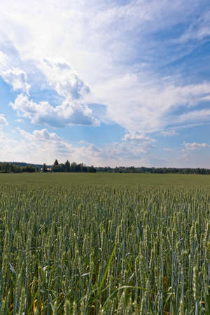 Wheat field on a sunny dayの写真素材