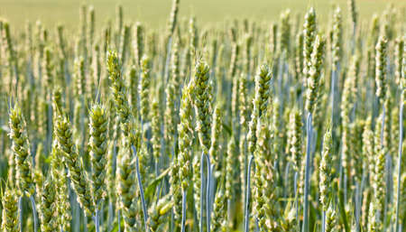 Wheat field on a summer