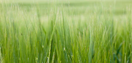 Wheat field on a summer