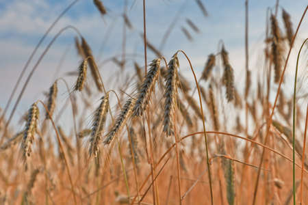 Wheat field on a summer