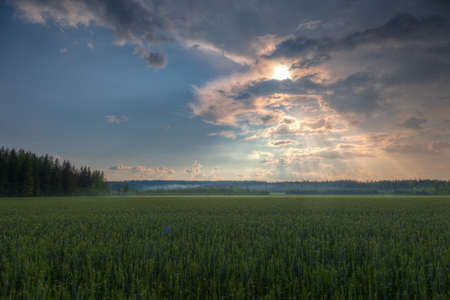 Sun shining through clouds over a wheat field as fog is forming on the forestの写真素材