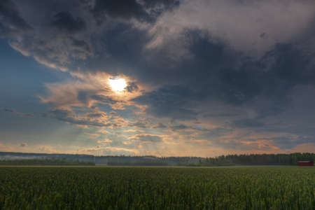 Sun shining through clouds over a wheat field as fog is forming on the forestの写真素材