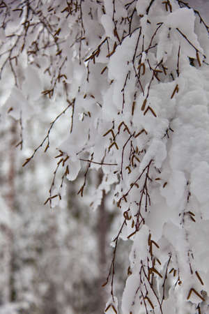 Close up of a birch tree when bended on the weight of the snowの写真素材