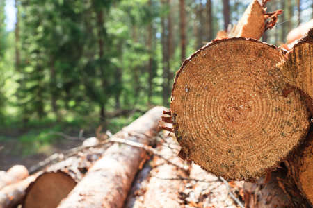 pile of pinewood with closeup of cross-sectionの写真素材