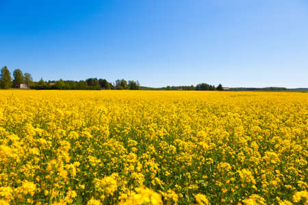 Turnip rape on a large field