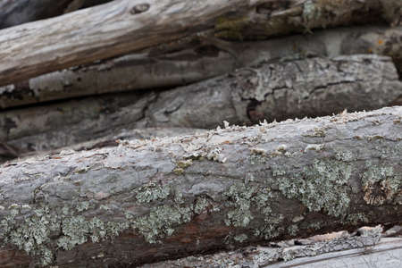 Pile of old woodsの写真素材