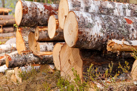 Piles of birch trees on a logging site
