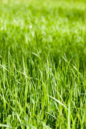 Green grass fieldsの写真素材
