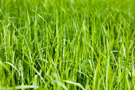 Green grass fieldsの写真素材