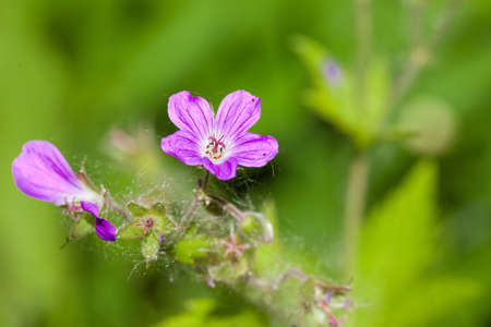 Pink flower on a summe dayの写真素材