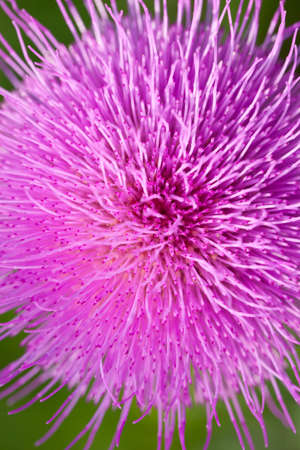 Violet flower on a closeupの写真素材
