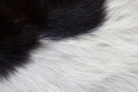 Waves on a white and black fake cow fur carpet