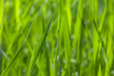 A green grass field on a sunny day