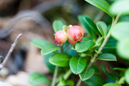 Bunch of cowberrys on a forest tuftの写真素材