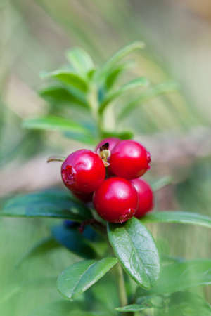 Bunch of cowberrys on a forest tuftの写真素材