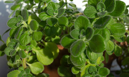 A Cuban oregano shrub in my collection, an herb with a strong zesty scent and flavor.