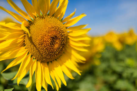 Sunflower field. Many yellow sunflower in a fieldの写真素材