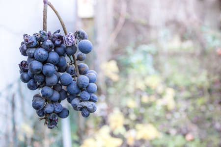 Sickly dried grapesの写真素材