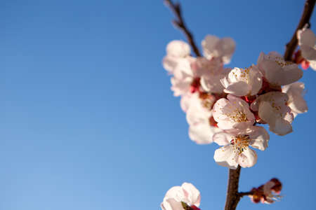 A twig with beautiful cherry blossoms lit by the sun's rays. It's a beautiful spring day and the...