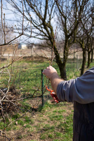 Closeup on the hand of a worker who just cut a twig on a tree in an orchard. A beautiful spring day...