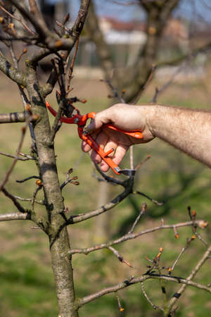 Closeup on the hand of a worker cutting branches in an orchard using garden shears. A beautiful spring day is great for working in an orchard.の写真素材