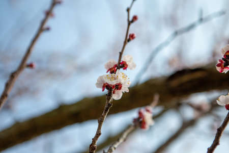 A twig with beautiful cherry blossoms lit by the sun's rays. It's a beautiful spring day and the...