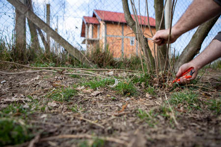 The hand of a man who has garden scissors in his hands and he cuts a tiny branch in a fruit tree.