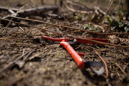Red garden scissors are on the ground. It's a beautiful sunny day and the scissors are sunlit.