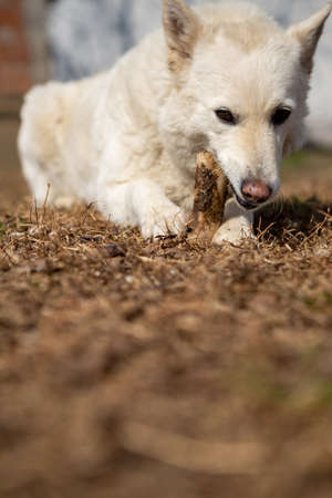 Selective focus on a white shepherd dog lying on the grass and eating a bone. Copy Space. Pets