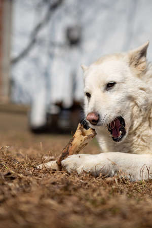 Selective focus on a white shepherd dog lying on the grass and eating a bone. Copy Space. Pets