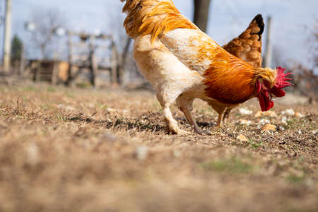 A young rooster eats food from the grass. It is a beautiful sunny day and it is located on a farm in a village far from the city.の写真素材