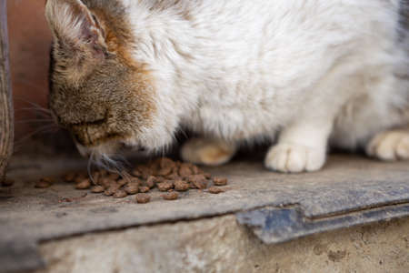 A domestic cat eats purchased pellets on an agricultural farm in the countryside.の写真素材