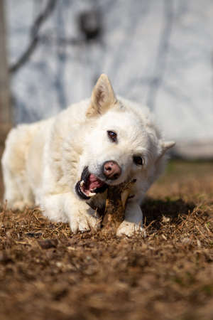 Selective focus on a white shepherd dog lying on the grass and eating a bone. Copy Space. Pets