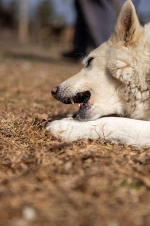Selective focus on a white shepherd dog lying on the grass and eating a bone. Copy Space. Pets