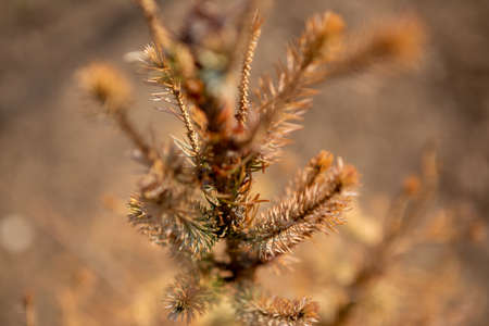 Selective focus on the top of coniferous trees. It's autumn and everything has dried up to become golden brown.の写真素材