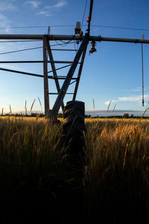 Focus on the wheel of the irrigation system in the wheat field. The wheat is ripe and ready for harvest.の写真素材