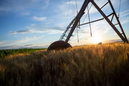 Focal ears of ripe wheat at sunset. Above is an irrigation system.の写真素材