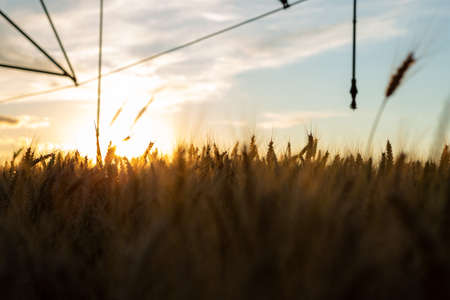 Selective focus on ripe wheat at sunset, and parts of the irrigation system can be seen above.の写真素材