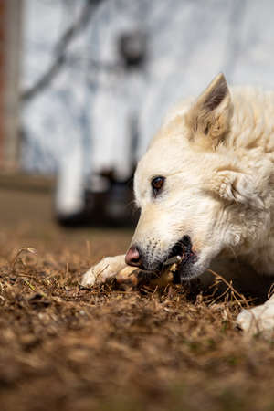 Selective focus on a white shepherd dog lying on the grass and eating a bone. Copy Space. Petsの写真素材