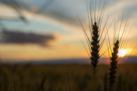 Focus on wheat ears. The wheat is ripe and ready for harvest. Behind is a beautiful sunset.の写真素材