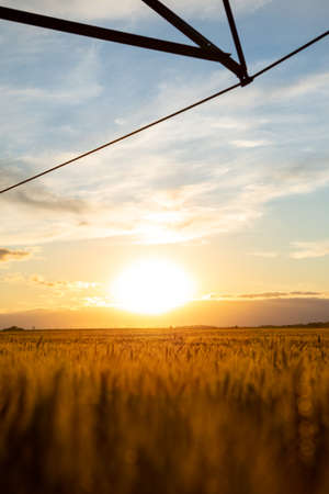 Sunset on a huge field of wheat. The grain is golden yellow and is ripe for harvest.の写真素材