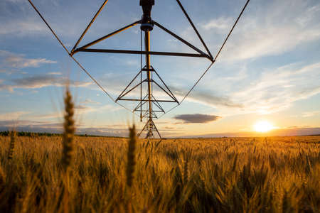 Irrigation system above the field with ripe wheat at sunset. The grain is ready for harvest.の写真素材