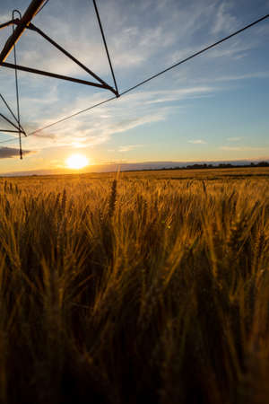 Sunset on a huge wheat field. Above the grain is an irrigation system.の写真素材