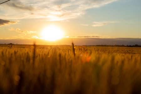 Sunset on a huge field of wheat. The grain is golden yellow and is ripe for harvest.の写真素材