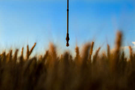 Focus on the sprinkler from the irrigation system in the field of ripe yellow wheat. Above is a blue sky and the sun is setting.の写真素材